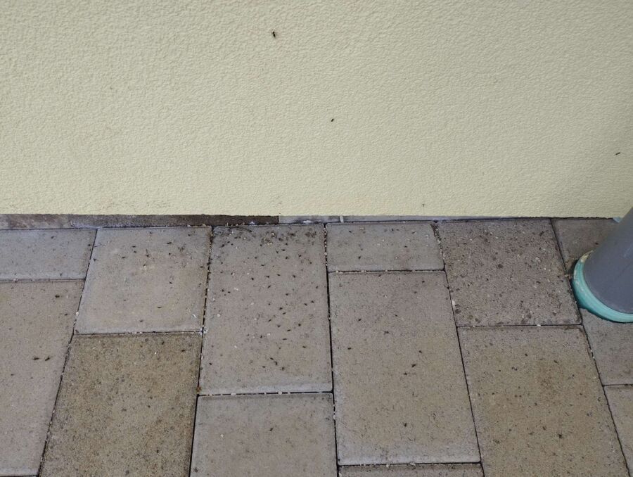 ameisen_vertreiben_bekaempfen_entfernen