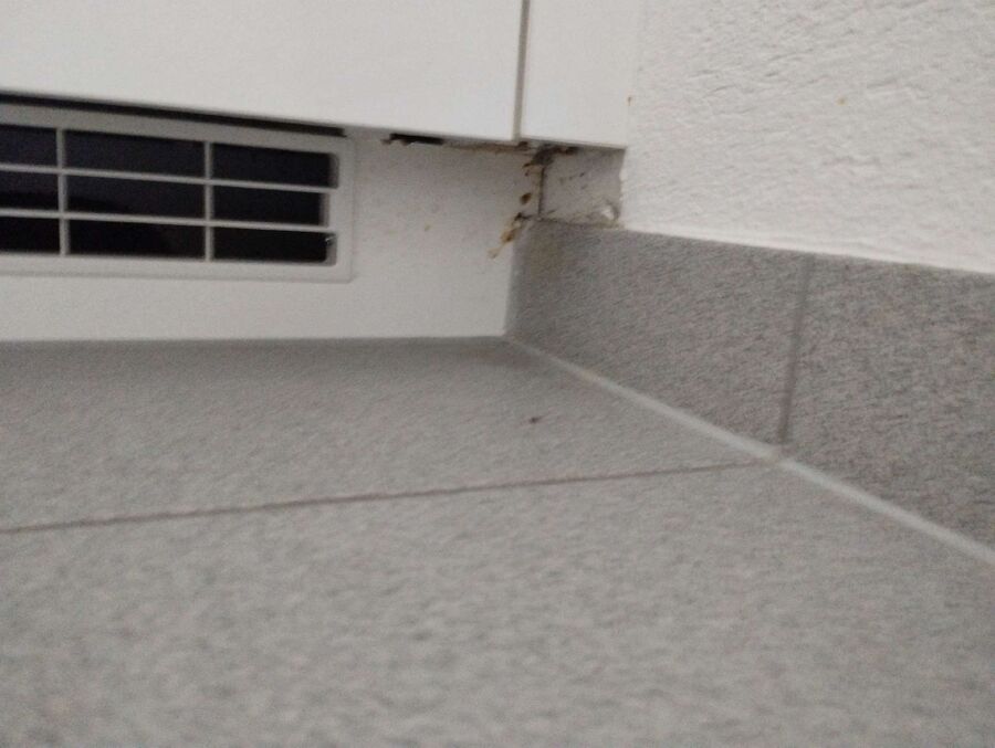 ameisen_vertreiben_bekaempfen_entfernen