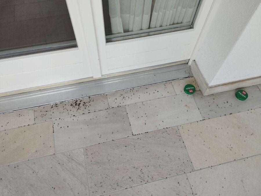 ameisen_vertreiben_bekaempfen_entfernen