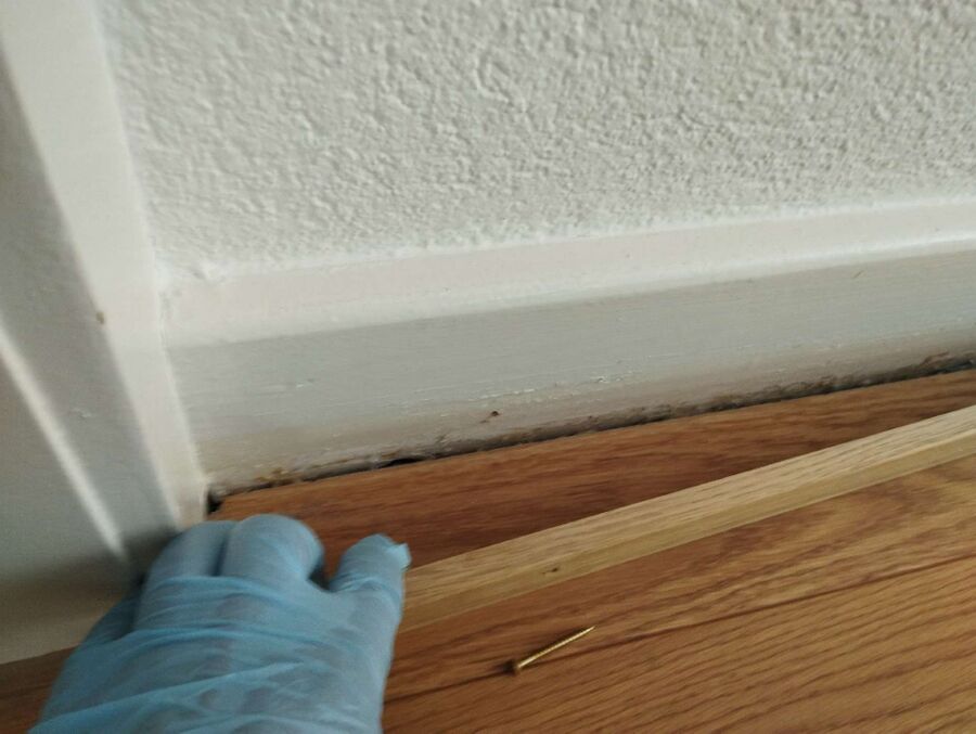 ameisen_vertreiben_bekaempfen_entfernen