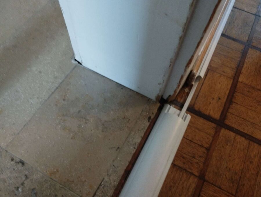 ameisen_vertreiben_bekaempfen_entfernen