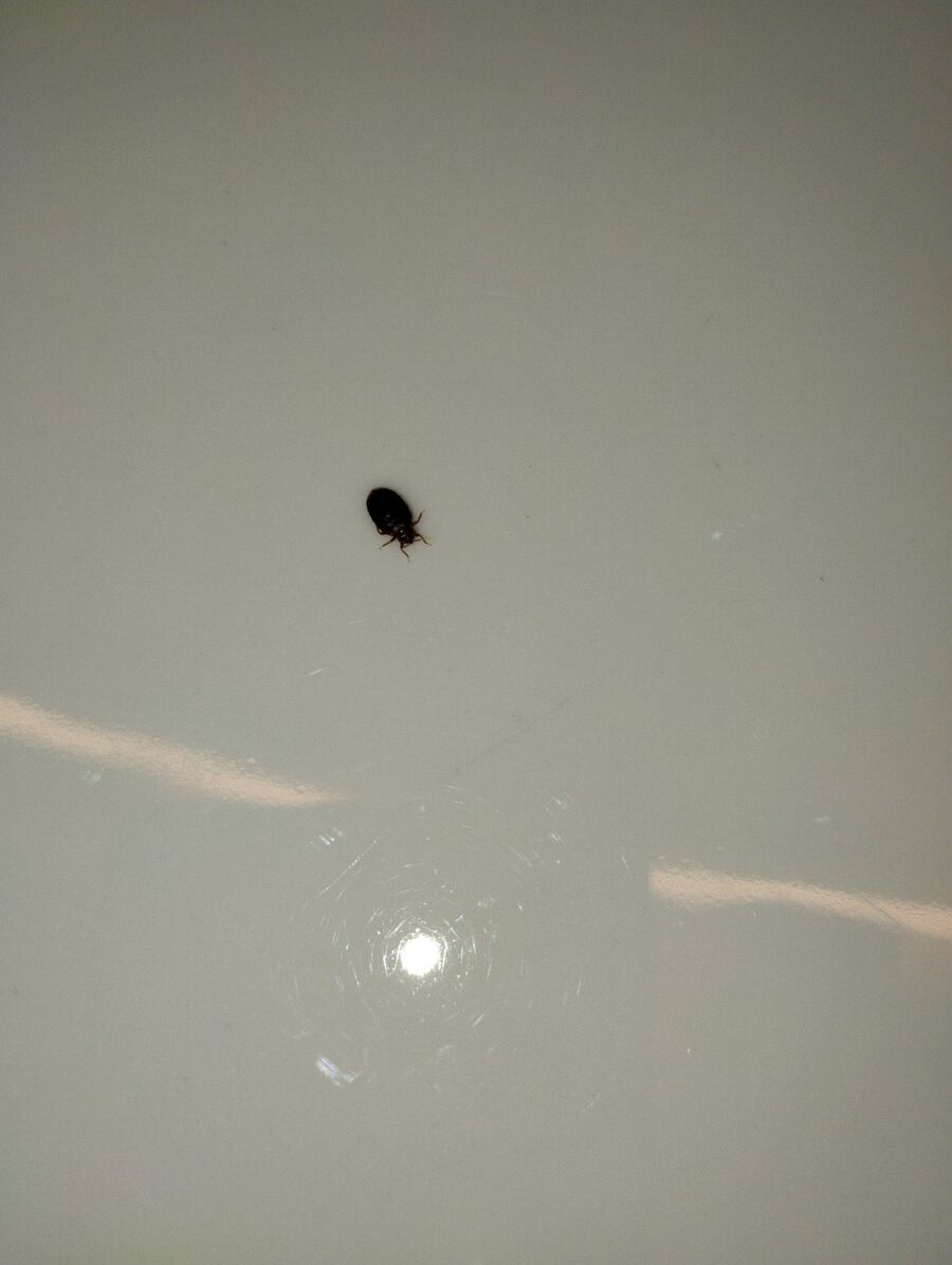 bettwanzen_bekaempfen