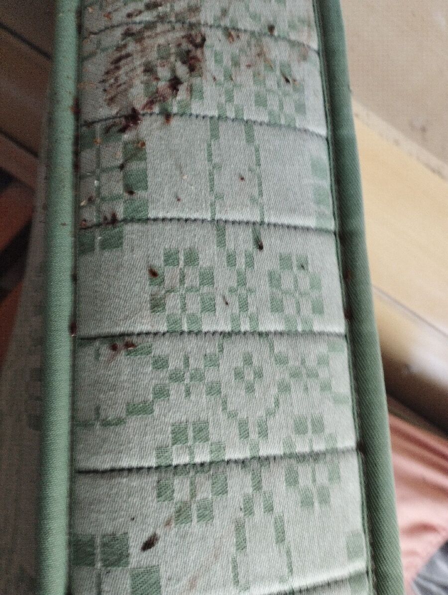 bettwanzen_bekaempfen