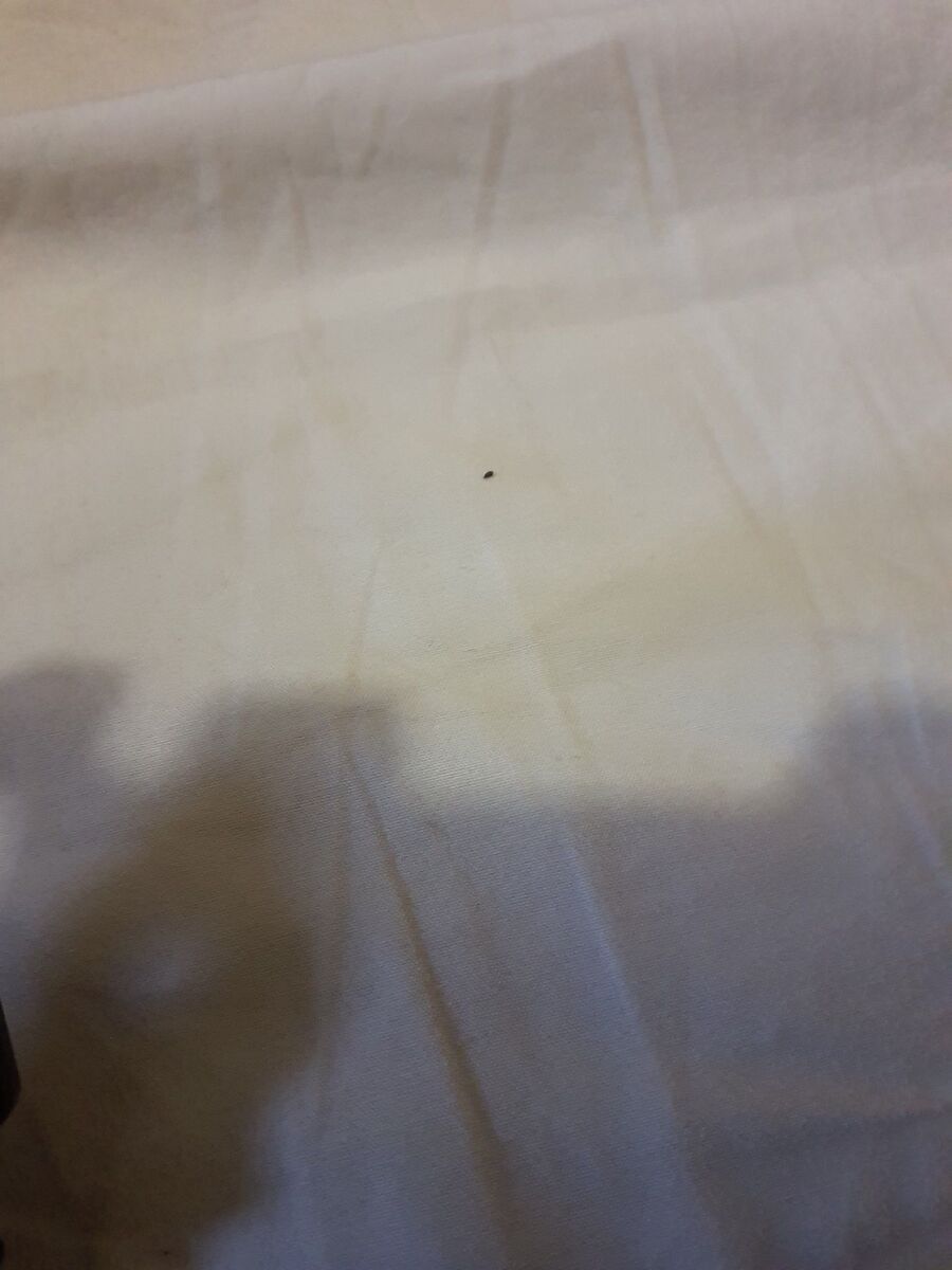 bettwanzen_bekaempfen