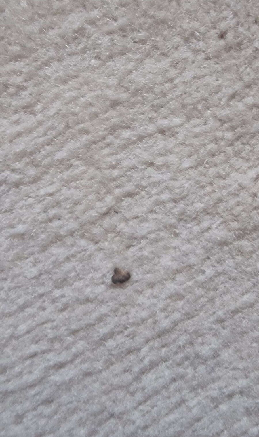 bettwanzen_bekaempfen