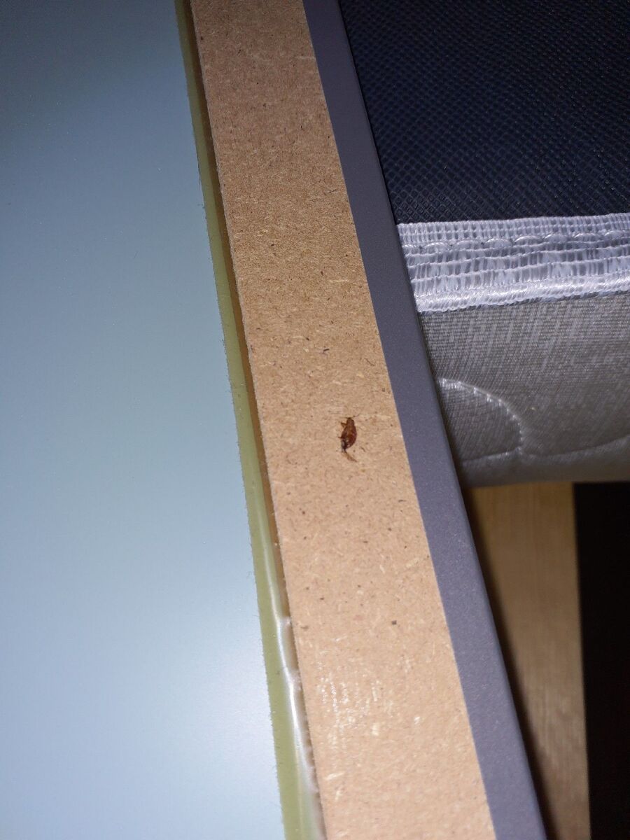 bettwanzen_bekaempfen