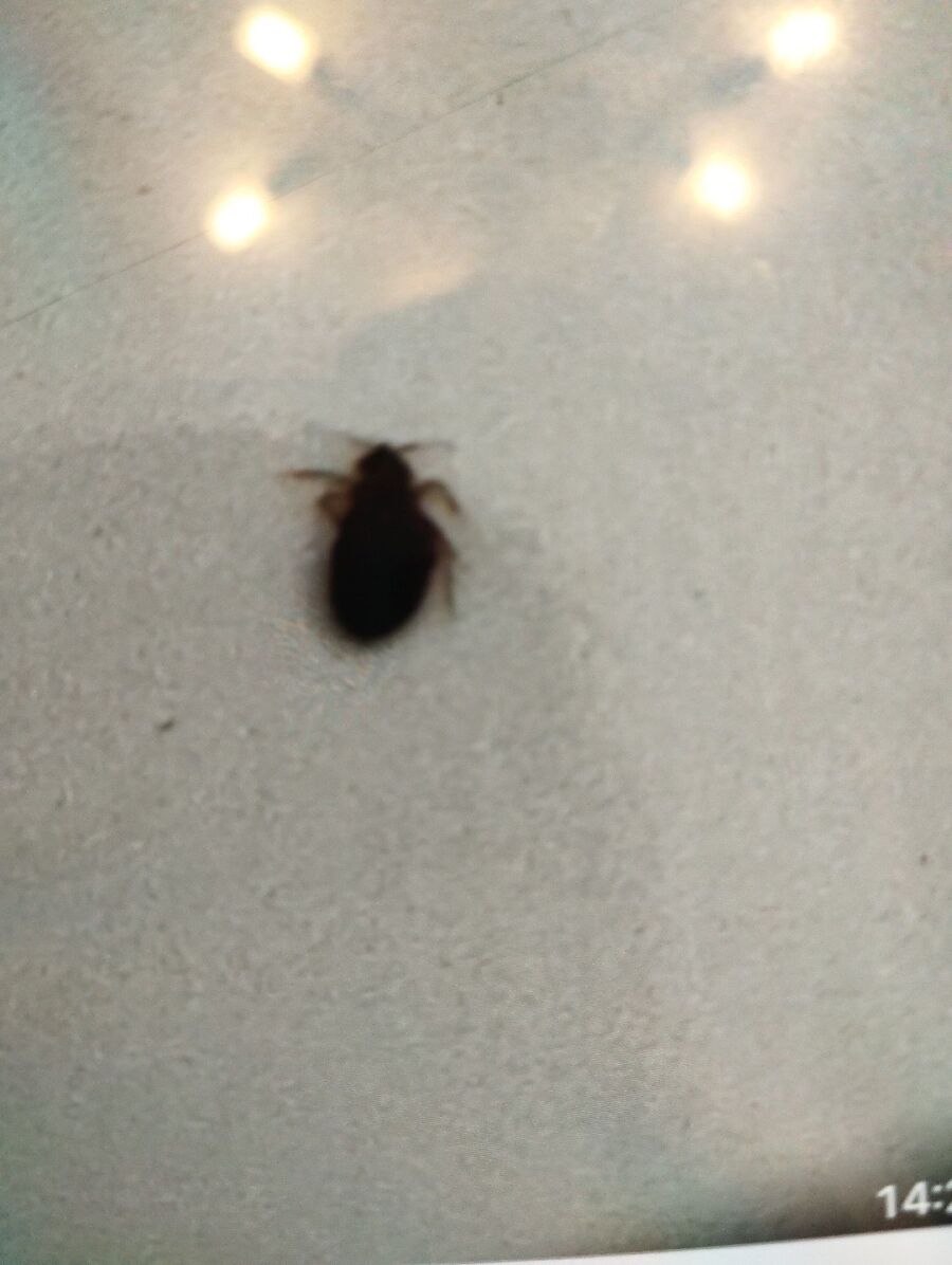 bettwanzen_bekaempfen