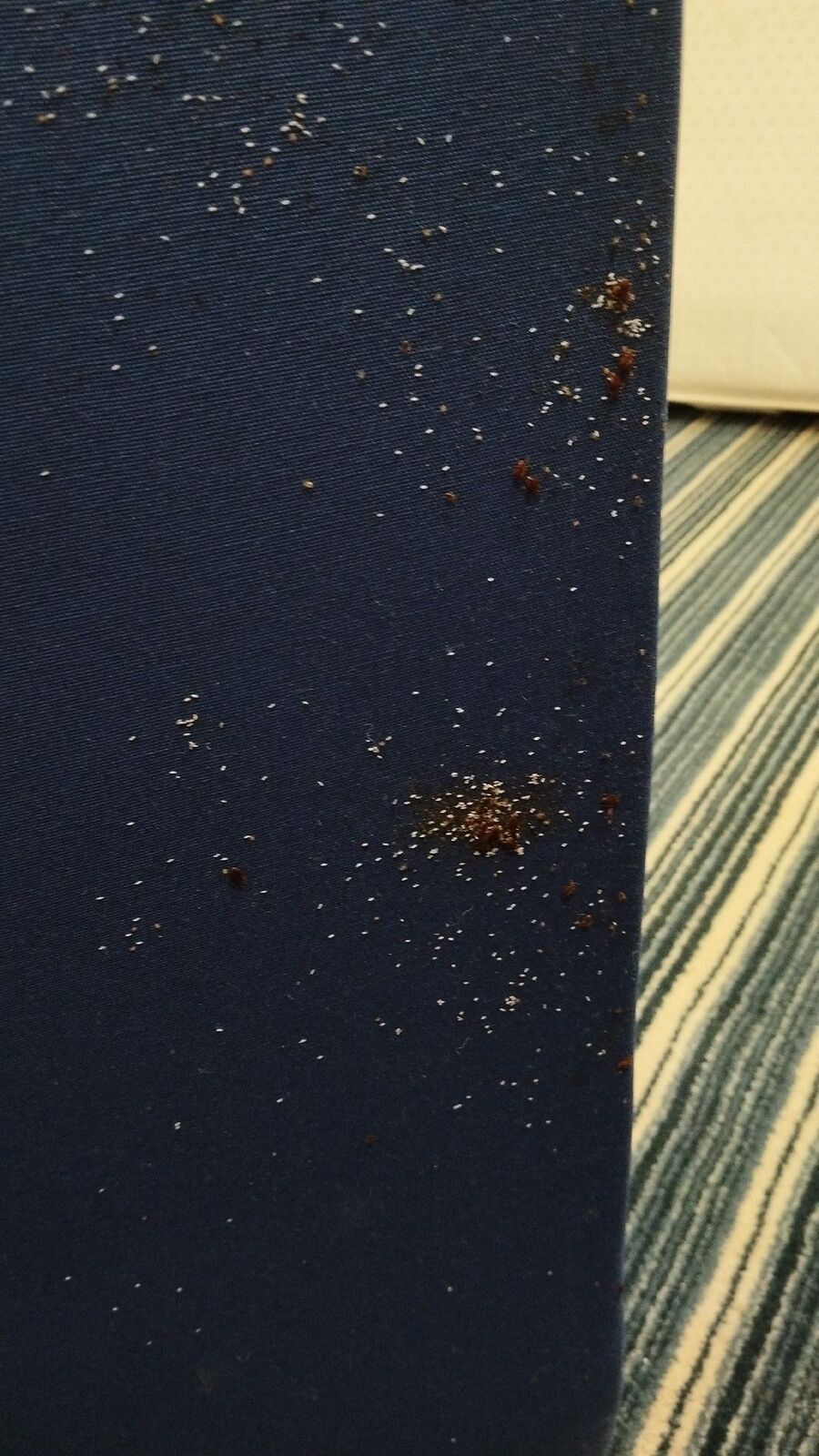 bettwanzen_bekaempfen