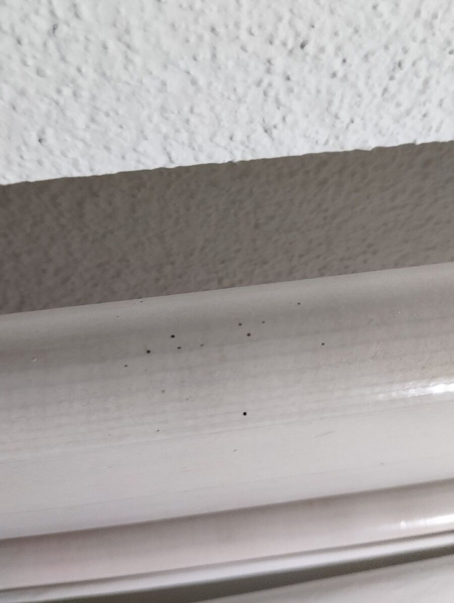 bettwanzen_bekaempfen