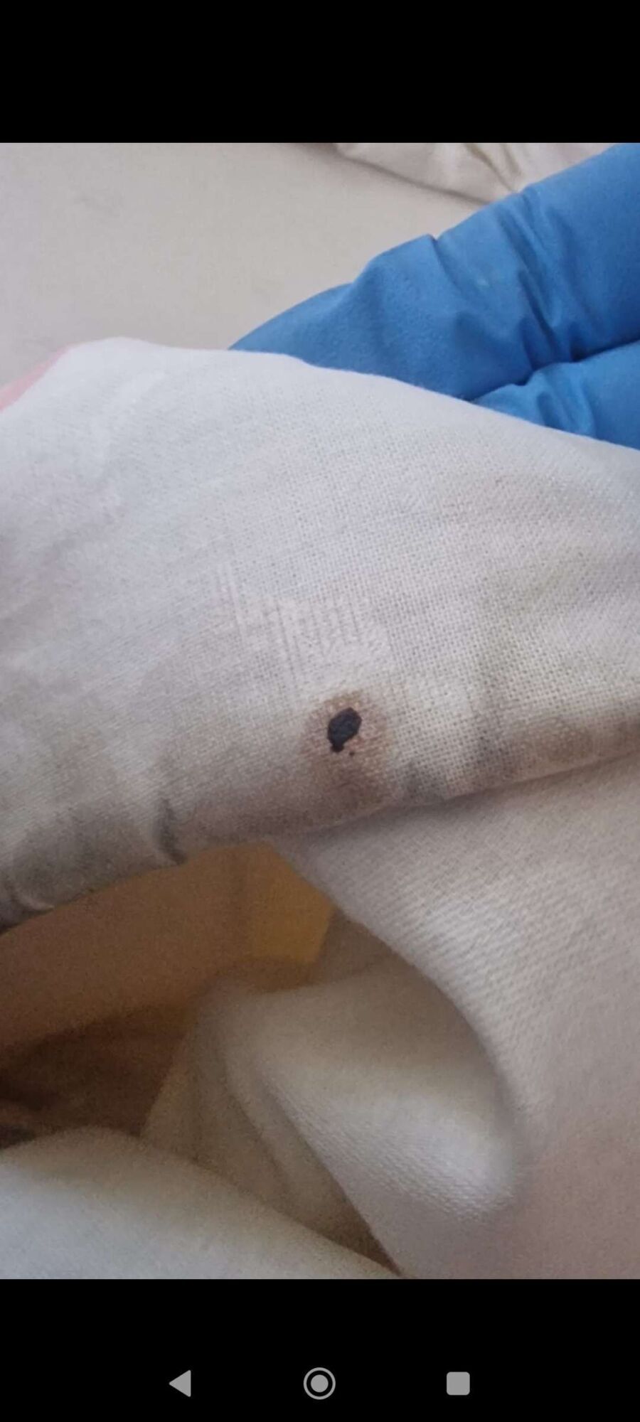 bettwanzen_bekaempfen