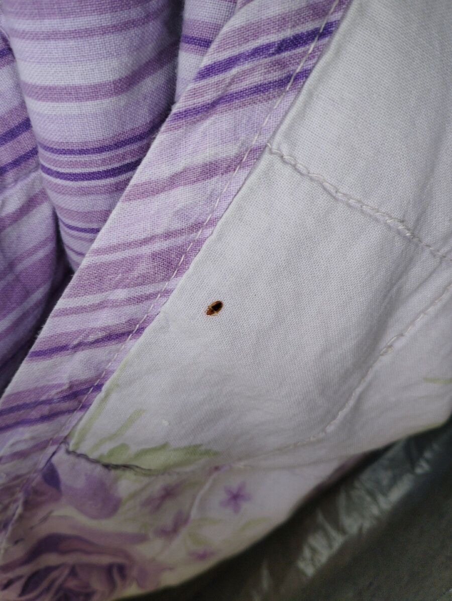 bettwanzen_bekaempfen