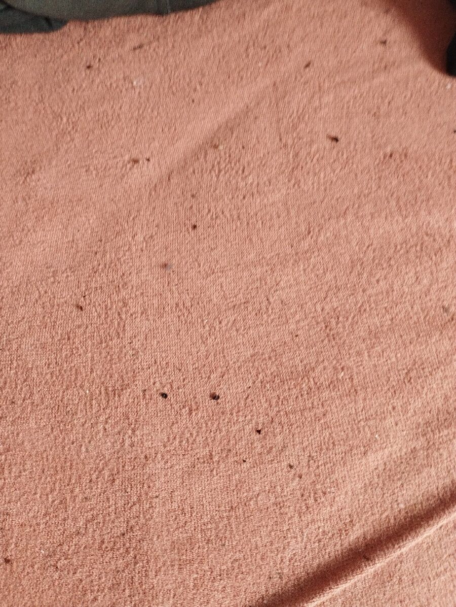 bettwanzen_bekaempfen