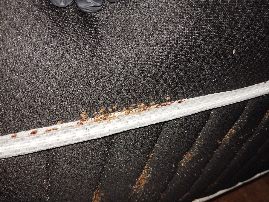 bettwanzen_bekaempfen