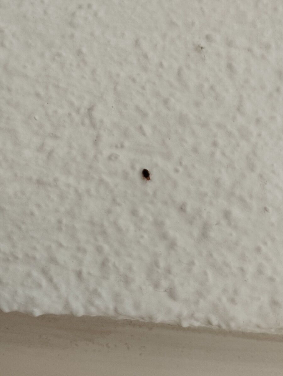 bettwanzen_bekaempfen