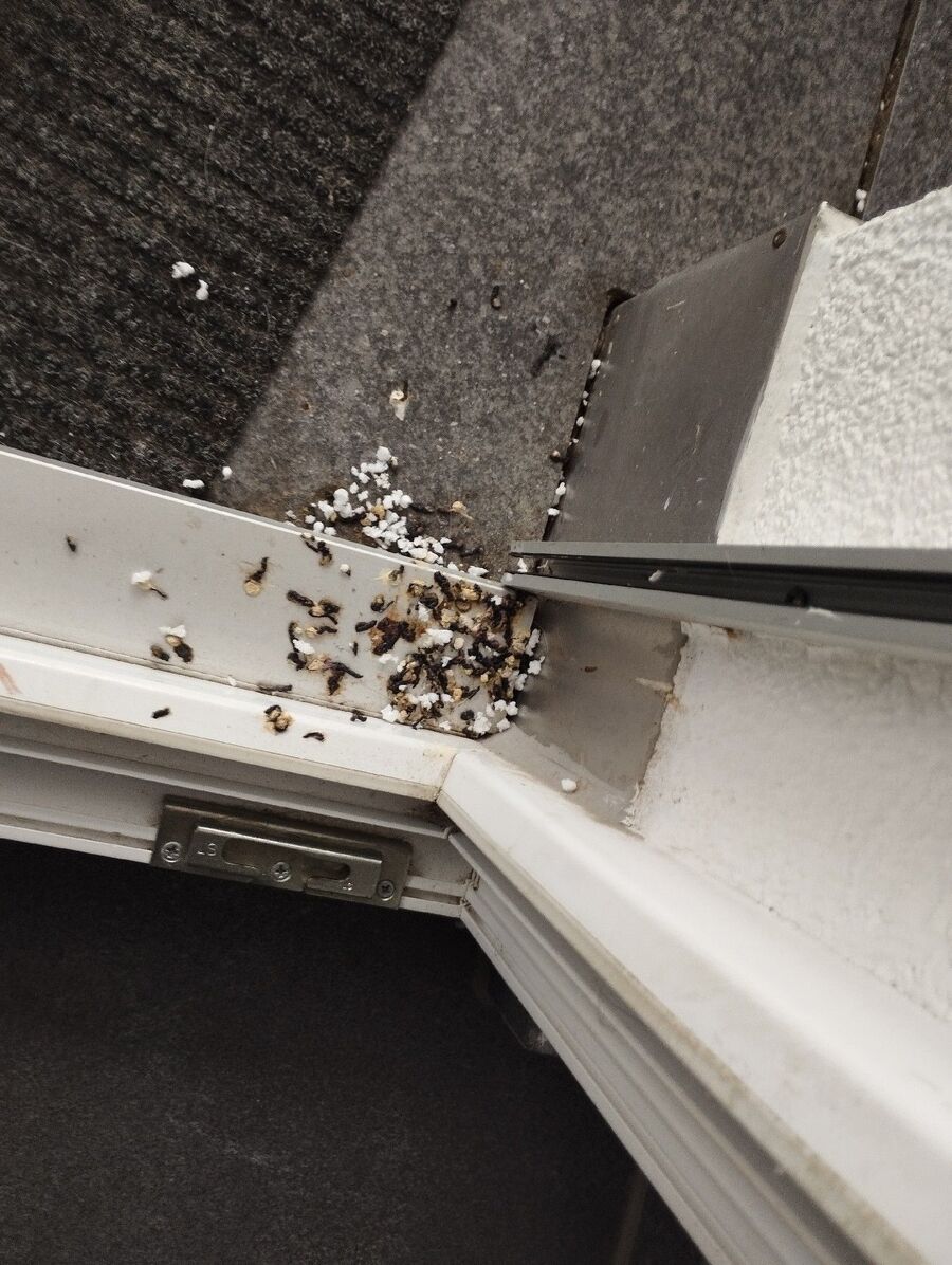 ratten_bekaempfung_ratten_vertreiben