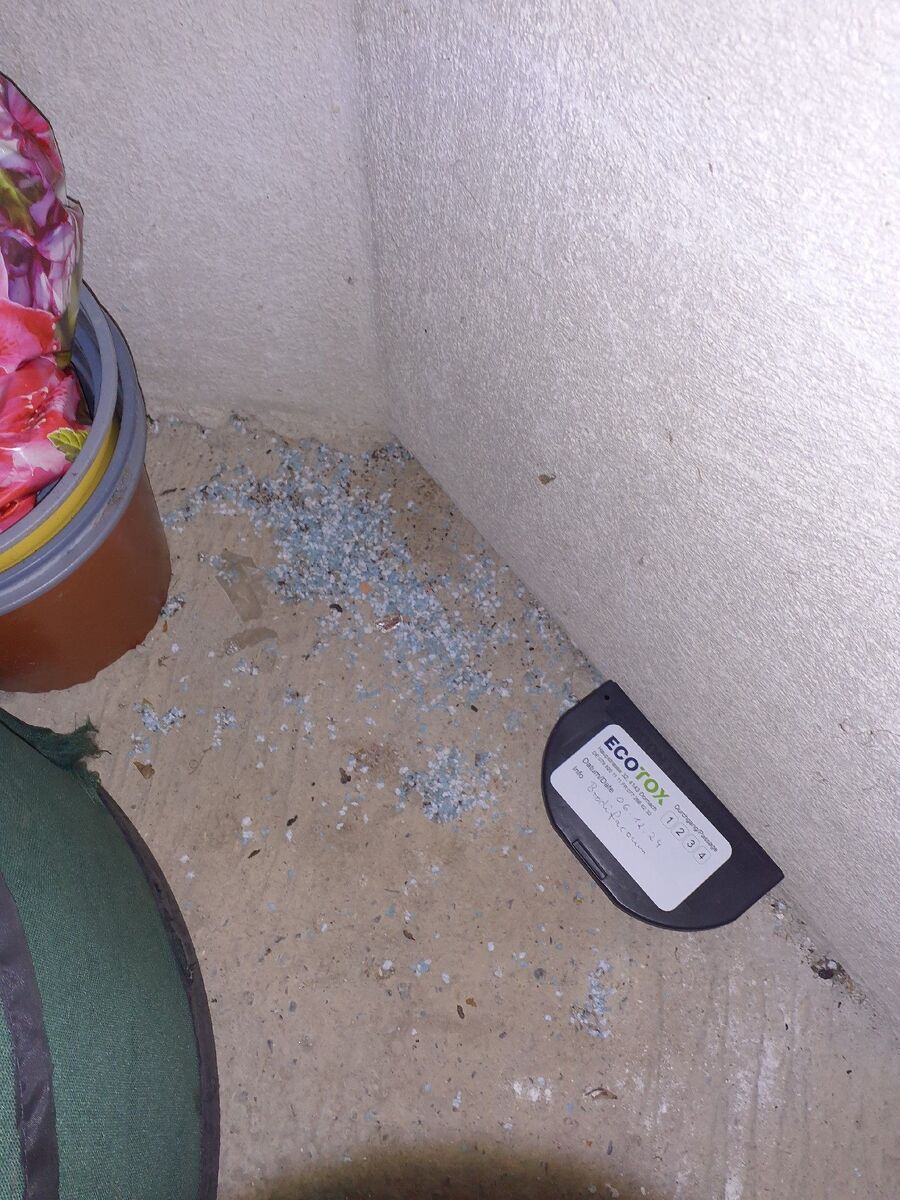 ratten_bekaempfung_ratten_vertreiben