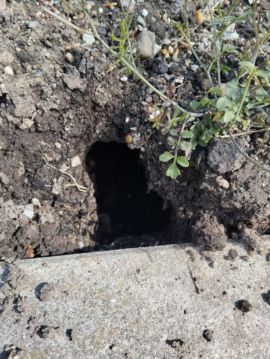 ratten_bekaempfung_ratten_vertreiben