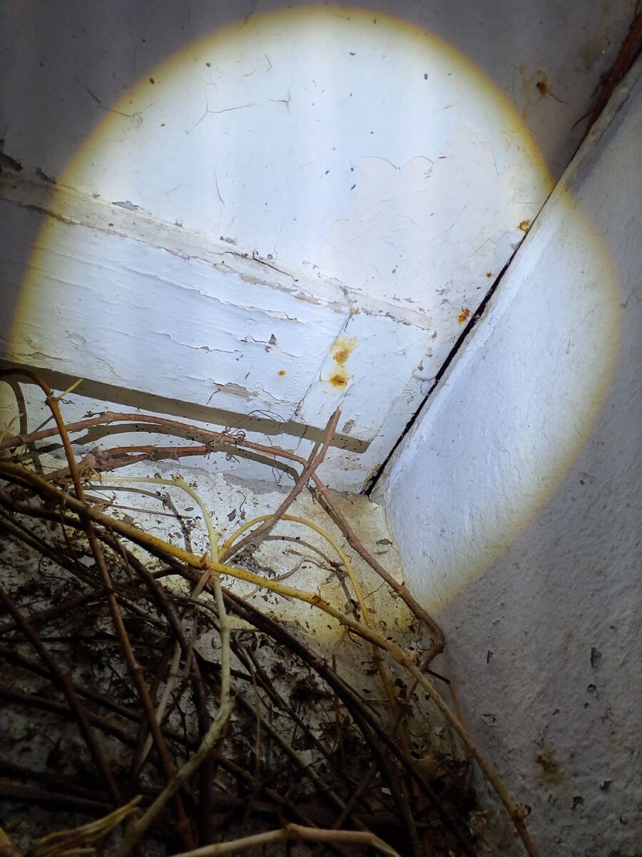 ratten_bekaempfung_ratten_vertreiben