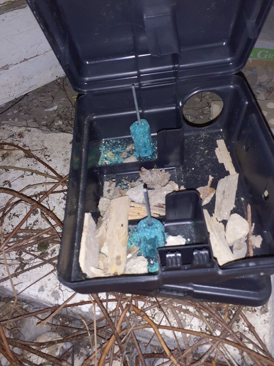 ratten_bekaempfung_ratten_vertreiben