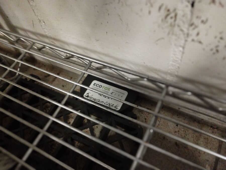 ratten_bekaempfung_ratten_vertreiben