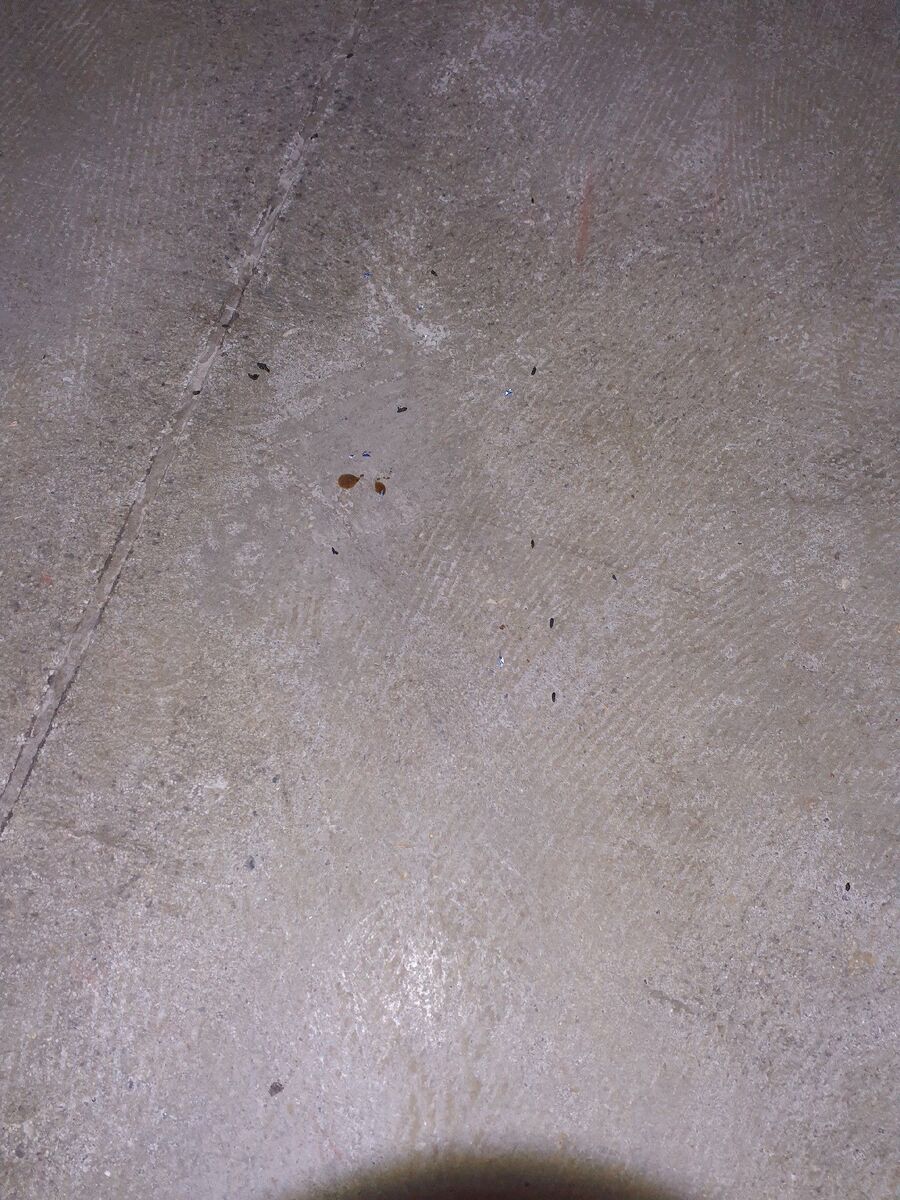 ratten_bekaempfung_ratten_vertreiben