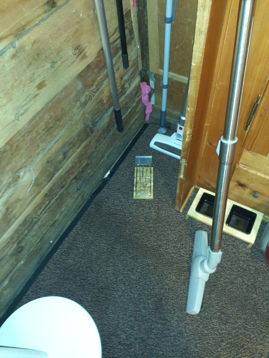 ratten_bekaempfung_ratten_vertreiben