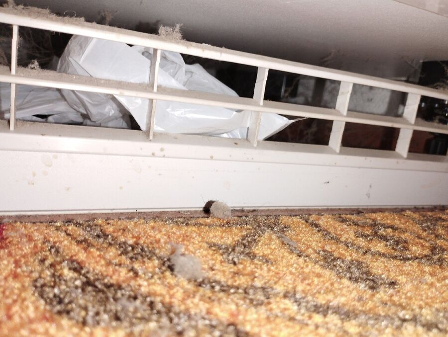 ratten_bekaempfung_ratten_vertreiben