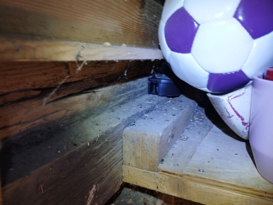 ratten_bekaempfung_ratten_vertreiben