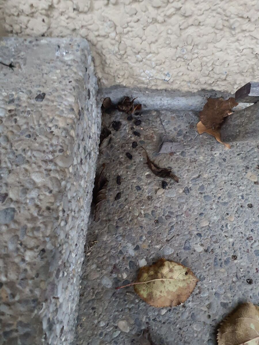 ratten_bekaempfung_ratten_vertreiben