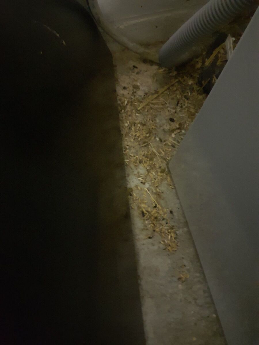 ratten_bekaempfung_ratten_vertreiben