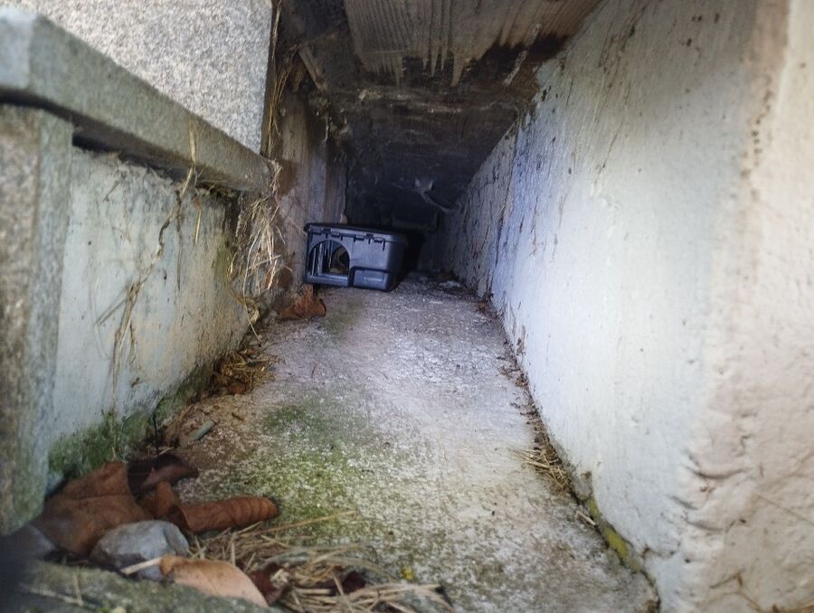 ratten_bekaempfung_ratten_vertreiben