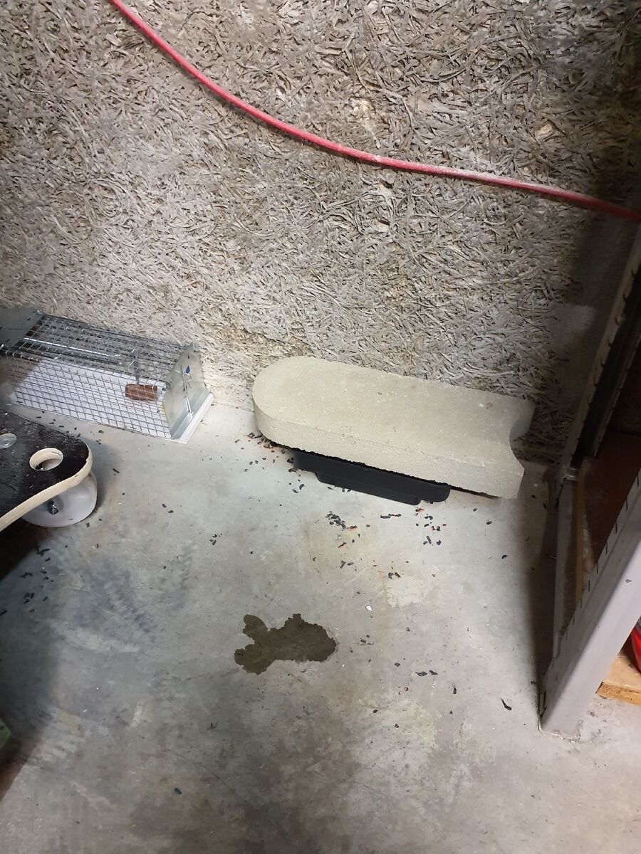 ratten_bekaempfung_ratten_vertreiben