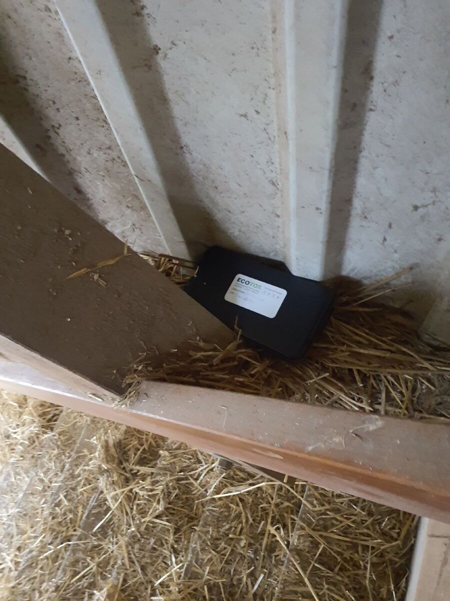 ratten_bekaempfung_ratten_vertreiben