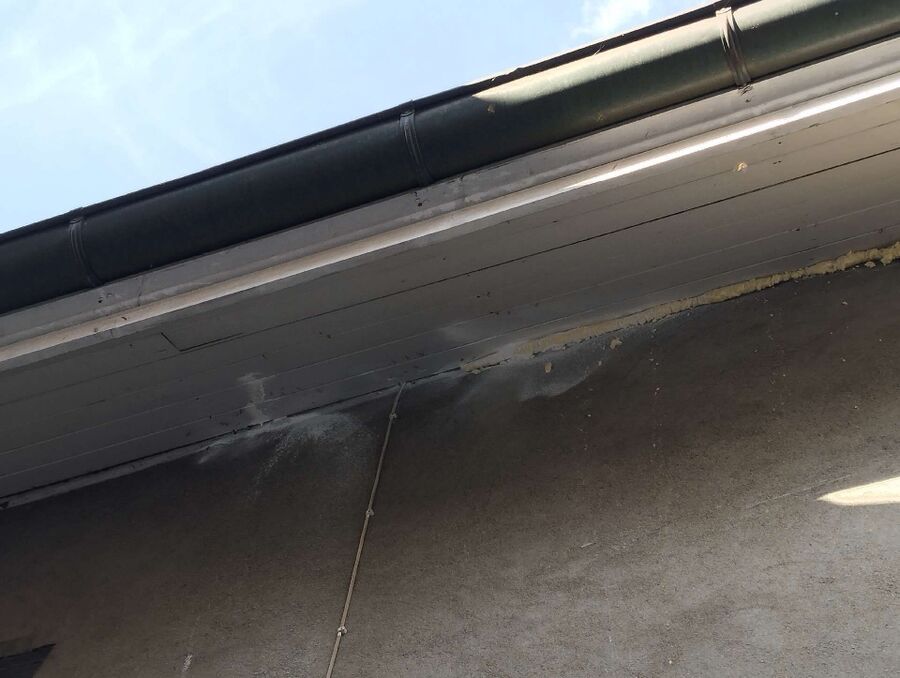 wespennest_entfernen