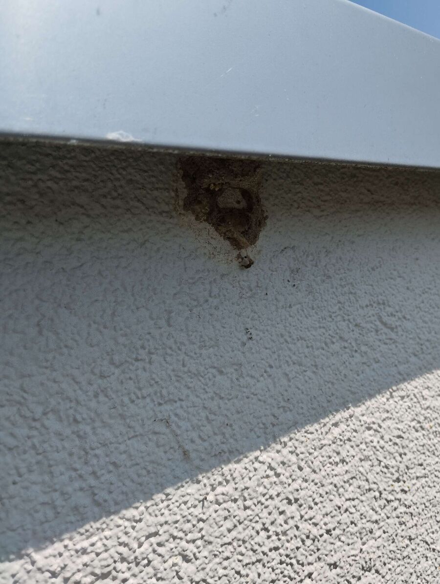 wespennest_entfernen