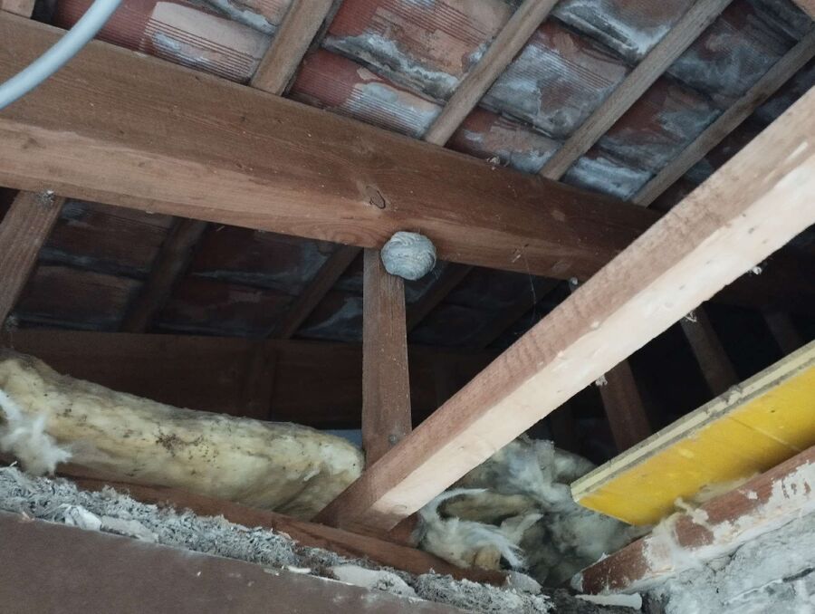 wespennest_entfernen