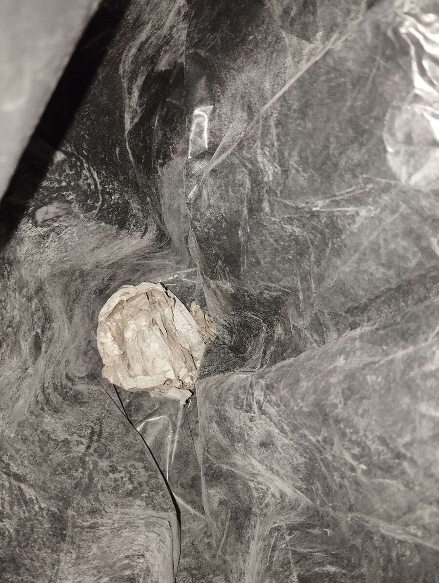 wespennest_entfernen