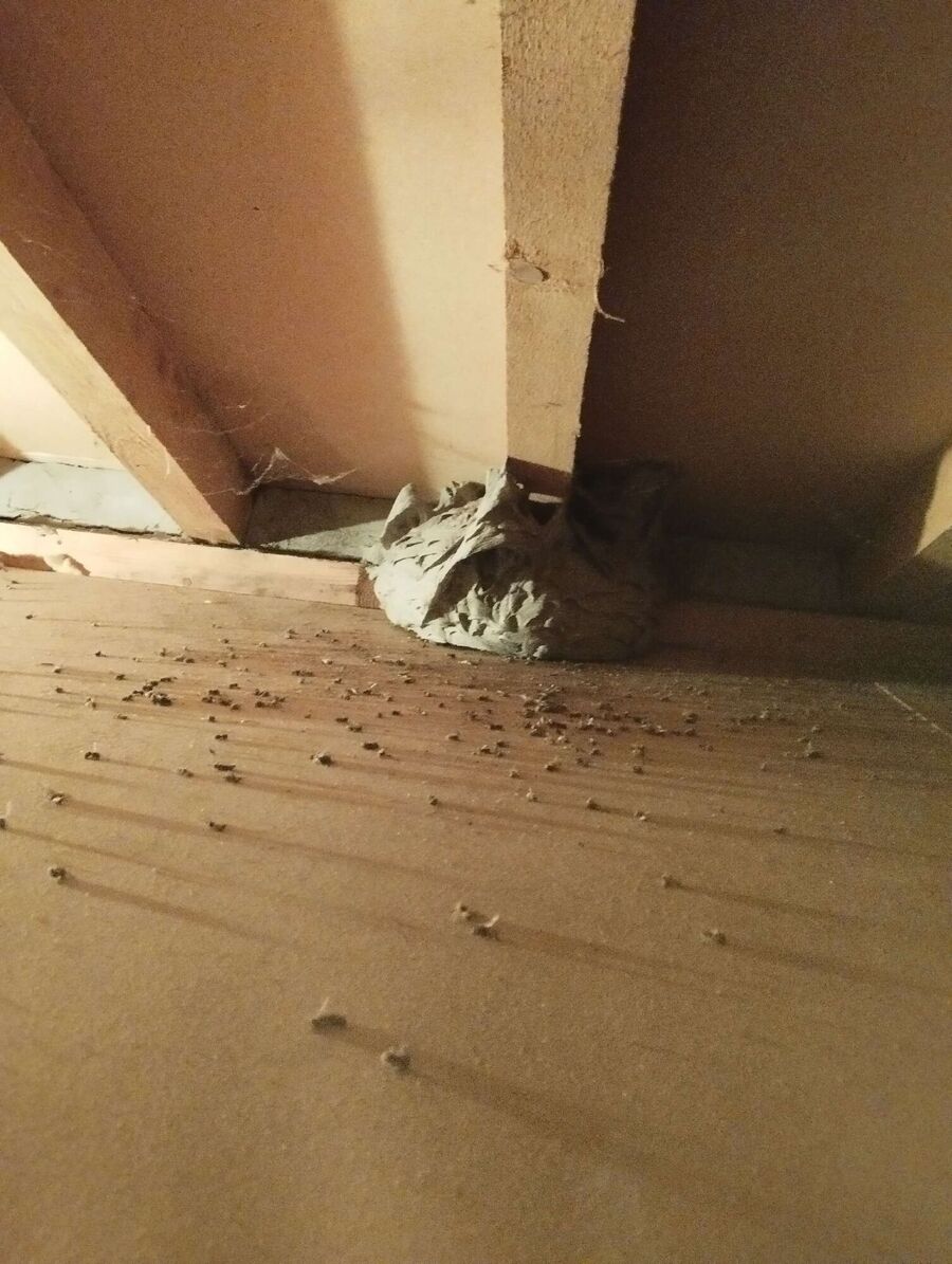 wespennest_entfernen