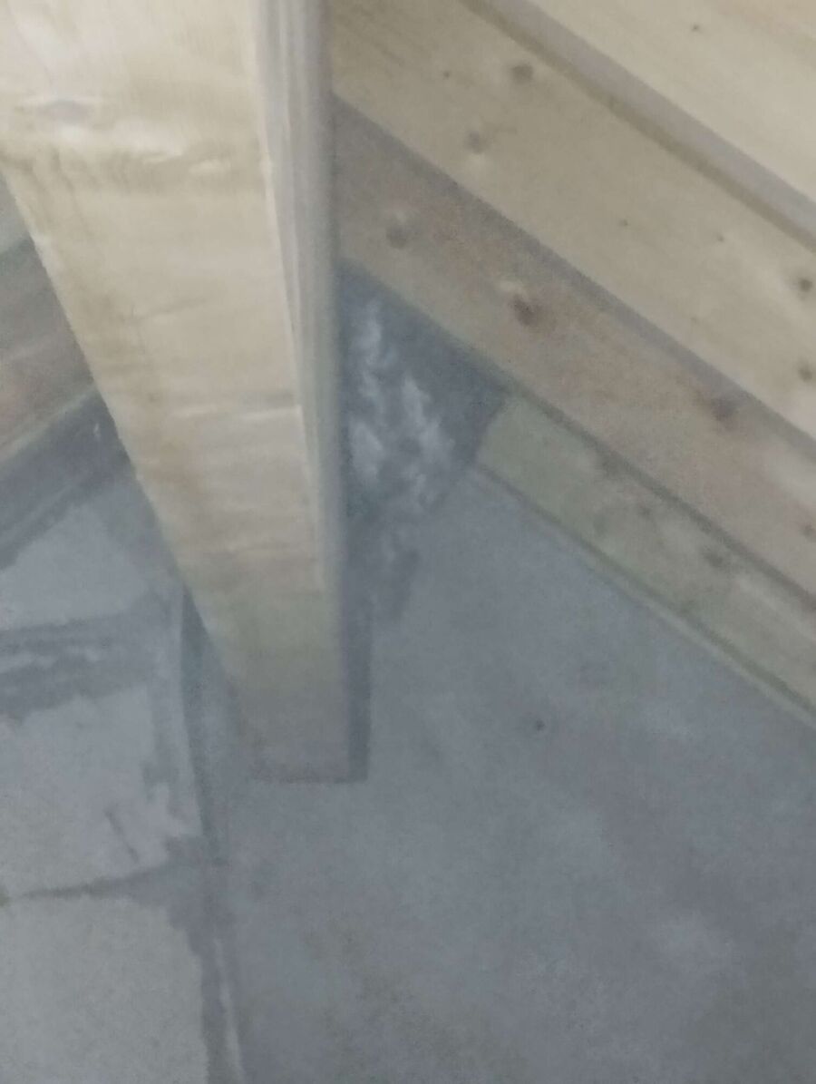 wespennest_entfernen