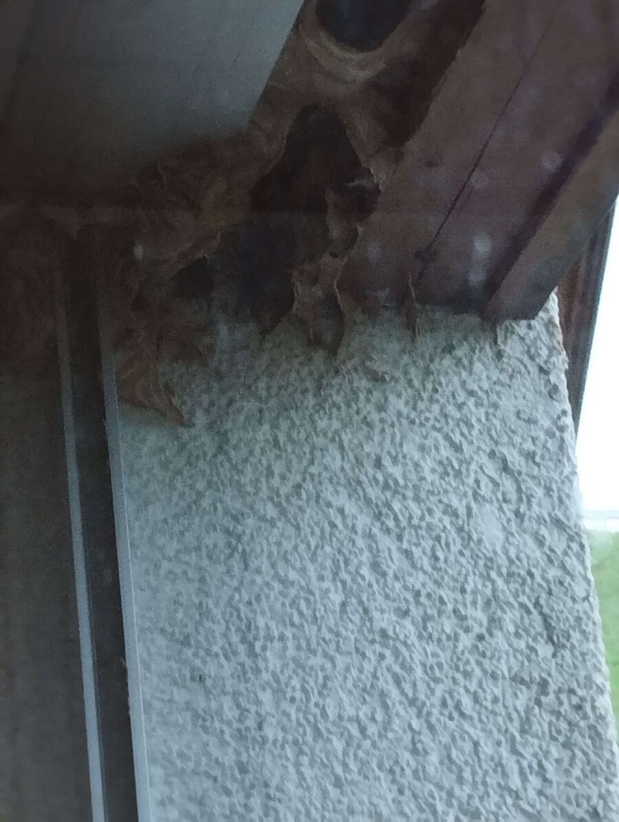 wespennest_entfernen