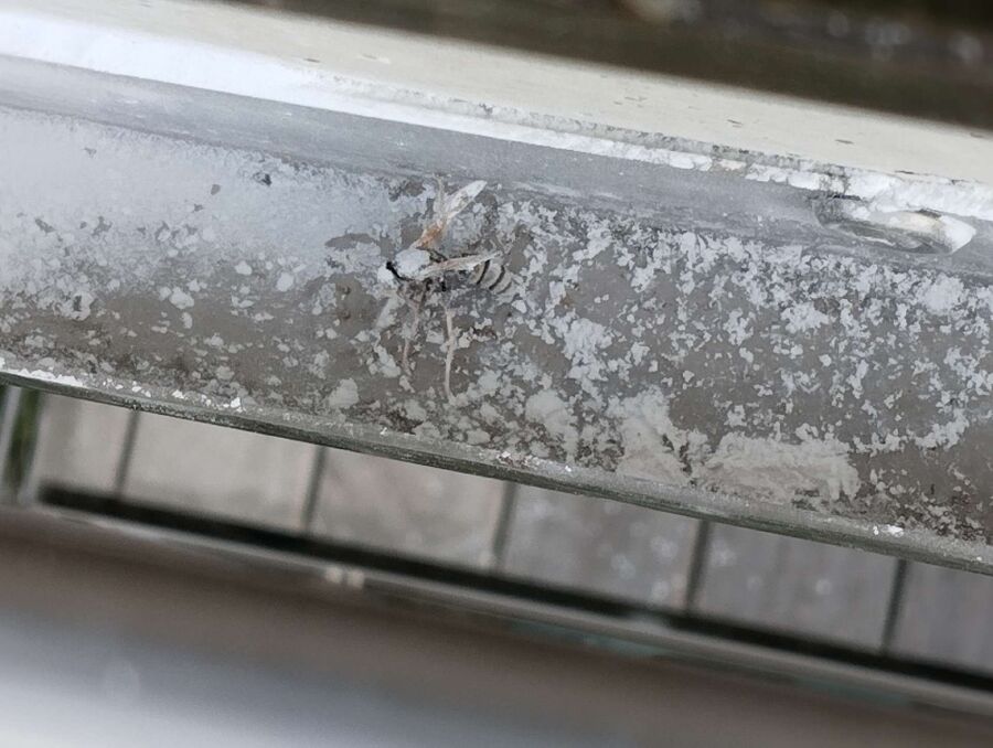 wespennest_entfernen