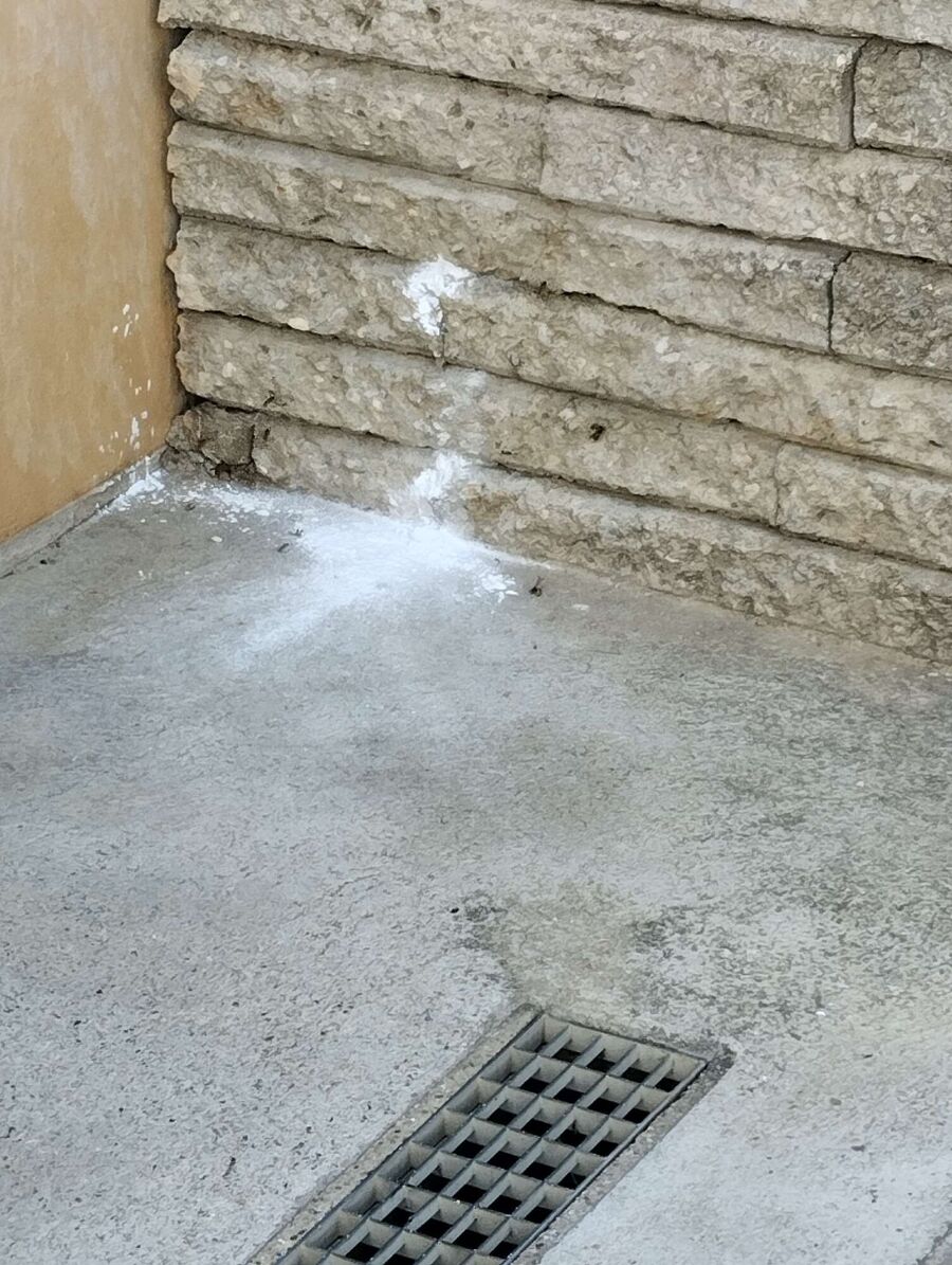 wespennest_entfernen