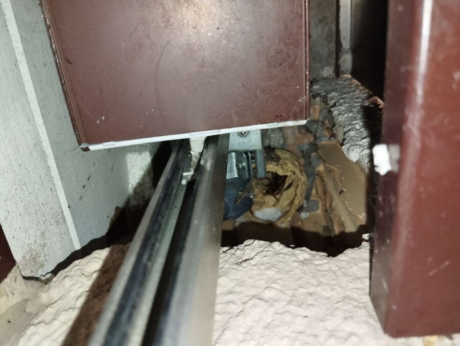 wespennest_entfernen