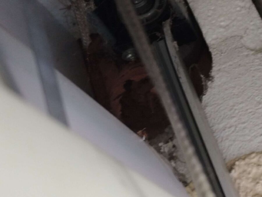 wespennest_entfernen