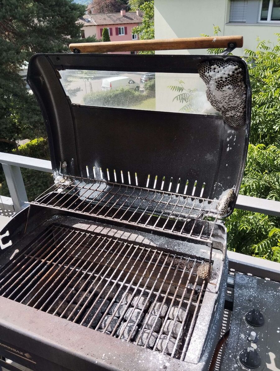 wespennest_entfernen