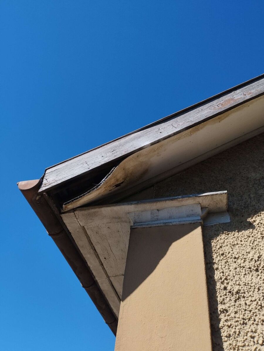 wespennest_entfernen