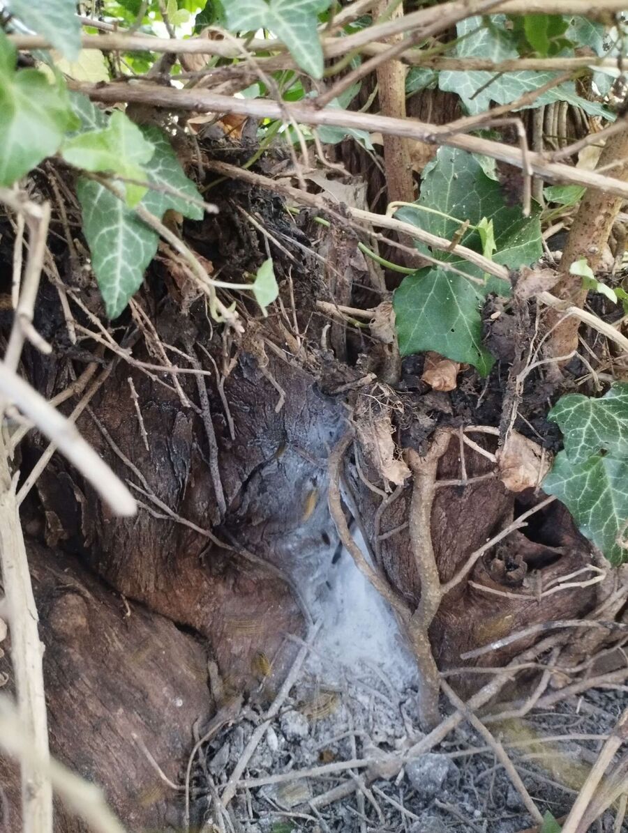 wespennest_entfernen