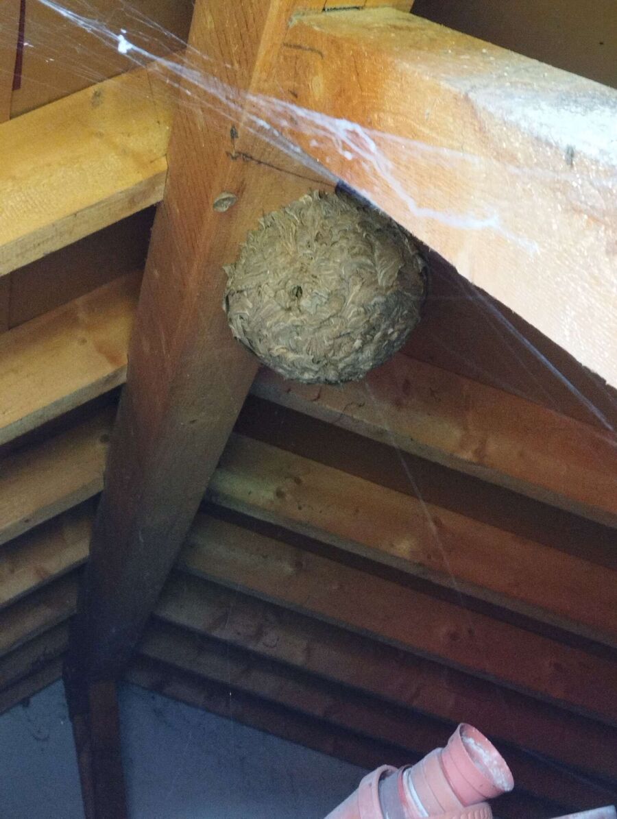 wespennest_entfernen