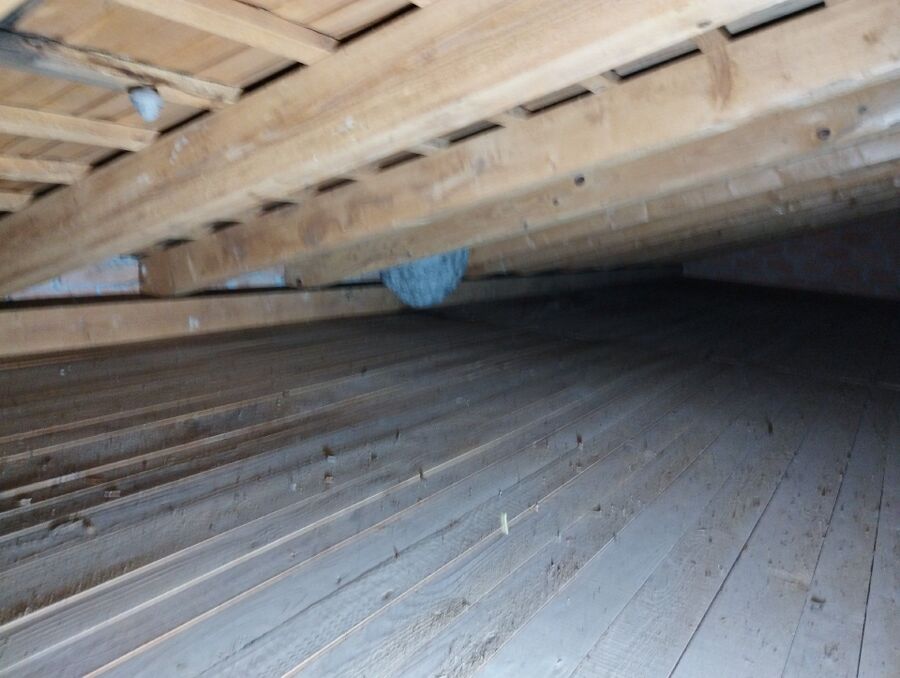 wespennest_entfernen