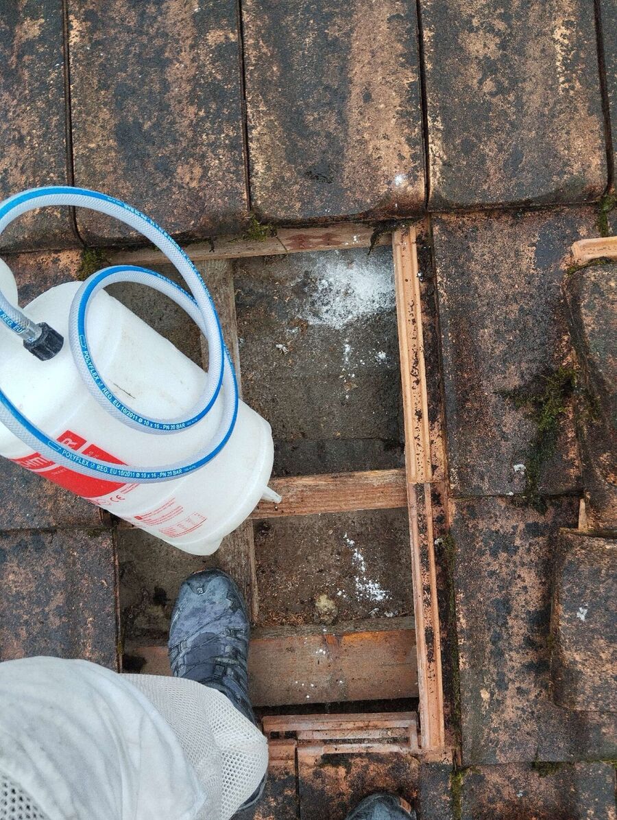 wespennest_entfernen